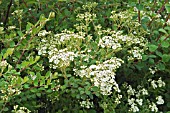 SPIRAEA CANESCENS