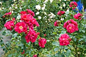 ROSA ROSENFEST