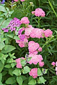 ACHILLEA MILLEFOLIUM COLORADO