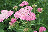 ACHILLEA MILLEFOLIUM COLORADO