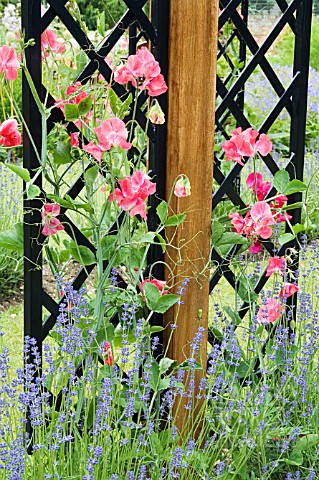 LATHYRUS_ODORATUS_AND_LAVANDULA