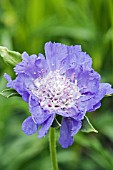 SCABIOSA MOORHEIM BEAUTY