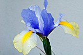 IRIS ORIENTAL BEAUTY