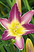 HEMEROCALLIS NILE CRANE