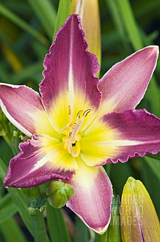 HEMEROCALLIS_NILE_CRANE