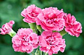 DIANTHUS MONICA WYATT