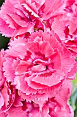 DIANTHUS MONICA WYATT