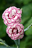 DIANTHUS GRANS FAVOURITE