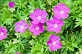 GERANIUM MAX FREI