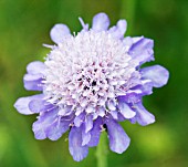 SCABIOSA LUCIDA