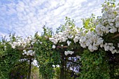 ROSA RAMBLING RECTOR ON PERGOLA