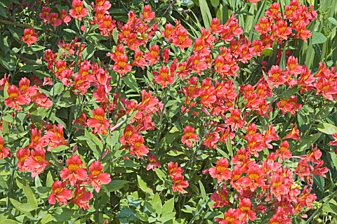 ALSTROMERIA_AUREA_DOVER_ORANGE