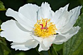 PAEONIA LACTIFLORA WHITE WINGS