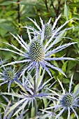 ERYNGIUM FORNCETT ULTRA