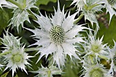 ERYNGIUM GIGANTEUM SILVER GHOST