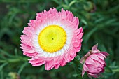 RHODANTHE CHLOROCEPHALA SUBSP. ROSEA