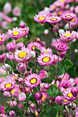 RHODANTHE MANGLESII TIMELESS ROSE