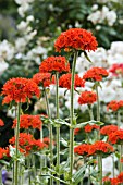 LYCHNIS CHALCEDONICA