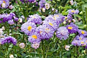 ERIGERON BLUE BEAUTY