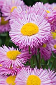 ERIGERON ROSA JEWEL