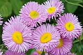 ERIGERON ROSA JEWEL