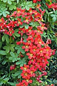 TROPAEOLUM SPECIOSUM