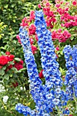 DELPHINIUM CONSTANCE RIVERS