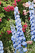 DELPHINIUM ELATUM LOCH LEVEN