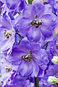 DELPHINIUM ELATUM MIGHTY ATOM