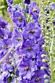 DELPHINIUM ELATUM MIGHTY ATOM