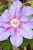 CLEMATIS ETOILE DE MALICORN