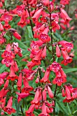 PENSTEMON  SCHOENHOLZERI