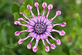 OSTEOSPERMUM ZARA