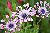 OSTEOSPERMUM PINK WHIRLS