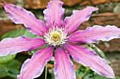 CLEMATIS FIREWORKS