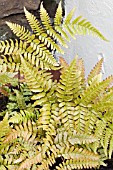 DRYOPTERIS ERYTHROSORA