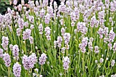 LAVANDULA ANGUSTIFOLIA HIDCOTE PINK