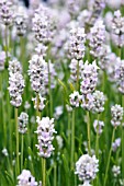 LAVANDULA ANGUSTIFOLIA HIDCOTE PINK