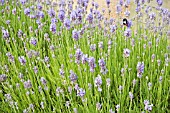 LAVANDULA ANGUSTIFOLIA TWICKLE PURPLE