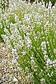 LAVANDULA ANGUSTIFOLIA ARCTIC WHITE