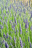 LAVANDULA X INTERMEDIA MAILLETTE