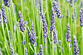 LAVANDULA X INTERMEDIA MAILLETTE