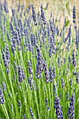 LAVANDULA X INTERMEDIA GROSSO