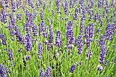 LAVANDULA ANGUSTIFOLIA ROYAL PURPLE
