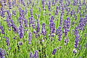 LAVANDULA ANGUSTIFOLIA ROYAL PURPLE