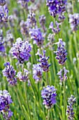 LAVANDULA ANGUSTIFOLIA ASHDOWN FOREST