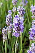 LAVANDULA ANGUSTIFOLIA ASHDOWN FOREST