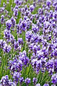 LAVANDULA ANGUSTIFOLIA ASHDOWN FOREST