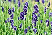 LAVANDULA ANGUSTIFOLIA BLUE CARPET