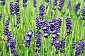 LAVANDULA ANGUSTIFOLIA HIDCOTE